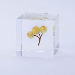Sola cube(ソラキューブ） - Sola cube -/イモーテル　4ｃｍ