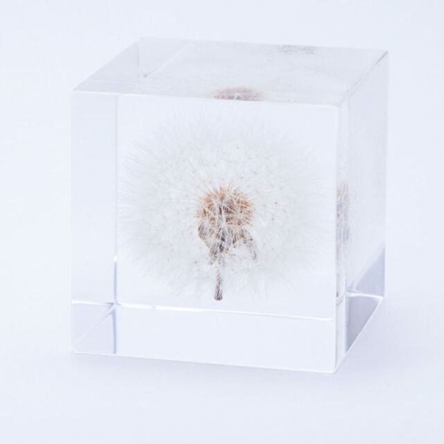 Sola cube(ソラキューブ） - Sola cube -/タンポポ　5ｃｍ