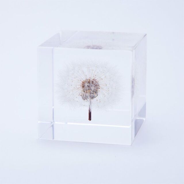 Sola cube(ソラキューブ） - Sola cube -/タンポポ　4ｃｍ