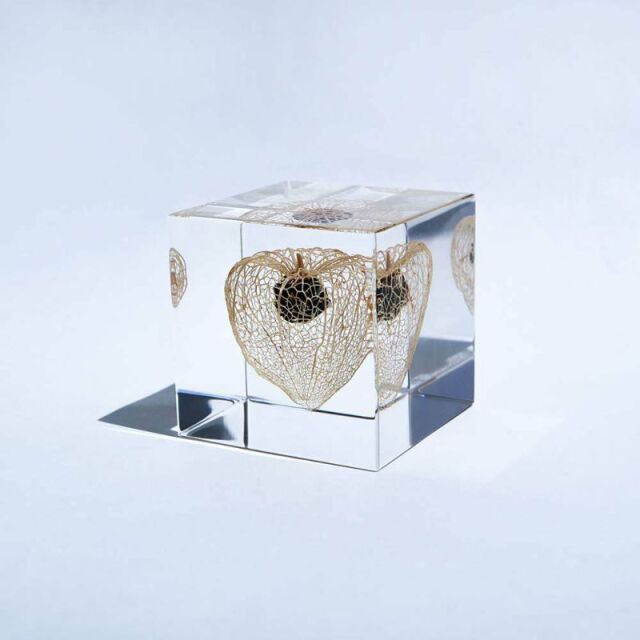 Sola cube(ソラキューブ） - Sola cube -/ホオズキ　5ｃｍ