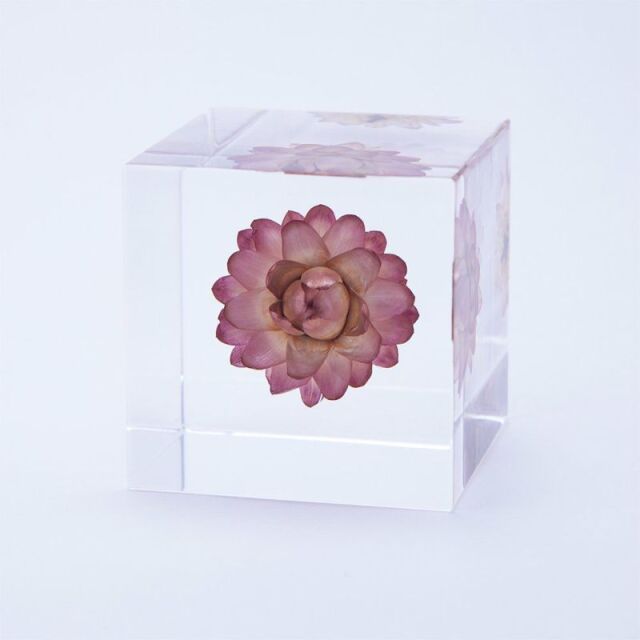 Sola cube(ソラキューブ） - Sola cube -/カイガラソウ　4ｃｍ