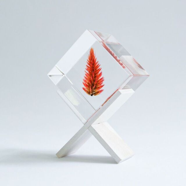 Sola cube(ソラキューブ） - Sola cube -/ノゲイトウ　4ｃｍ
